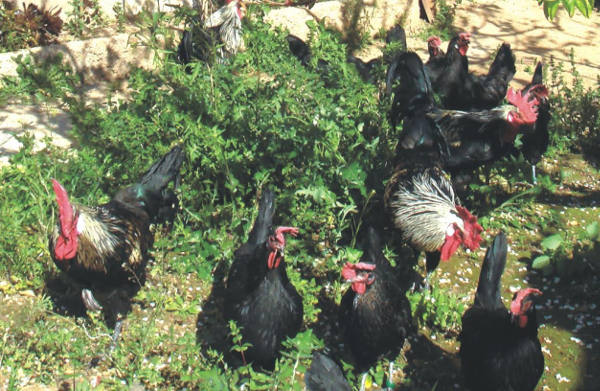 Chulival Asociación de Criadores de Gallina de Raza Valenciana de Chulilla en Torrente